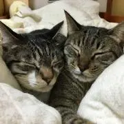ねこ。の画像
