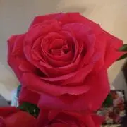 メダカの画像