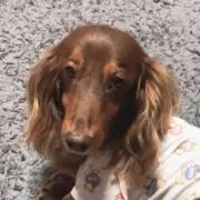 みらりんの画像