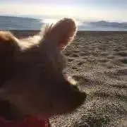 AHIの画像