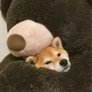Aの画像
