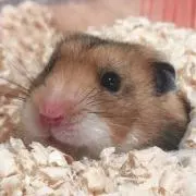 あーむた