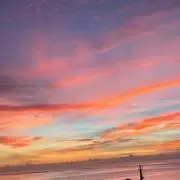 ヤンボーの画像