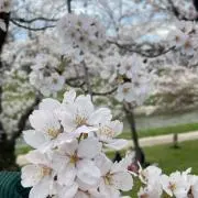 ききの画像