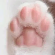 肉9