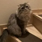 ぽんすけ