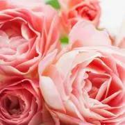 sweet