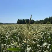 ウル太の画像