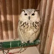 りんご( ⁎ᵕᴗᵕ⁎ )❤︎の画像