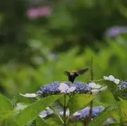 タケの画像