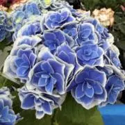 紫陽花の画像