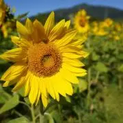 utaの画像