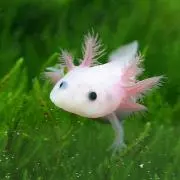 めめ