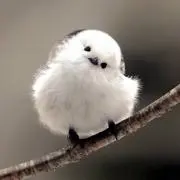 コジコジの画像