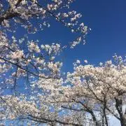 たこやき