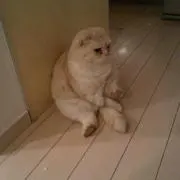 きりん♪の画像