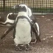 しょうへ
