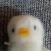 うるめの画像