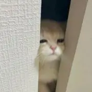 ななの画像