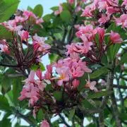 cacaoooの画像