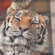 ののんこ