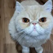 めてこ