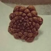 きのこの画像