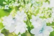マミー★の画像