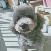 チョコ