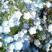 みるく☆の画像