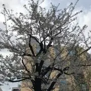 ハル