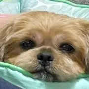 ありす☆。.:＊・゜の画像