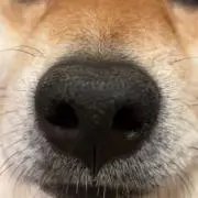 まるみの画像