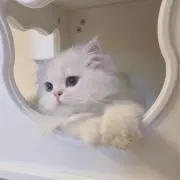 かぼちゃプリンの画像