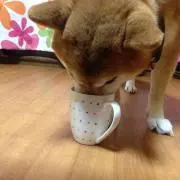小鉄