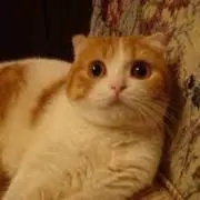 あゆ