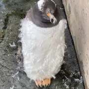 なっちゃんの画像