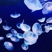 金魚海月/プロフ拝読願います