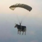 kikiの画像