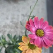 まるこ