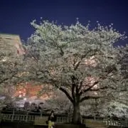 きゅーちゃんの画像