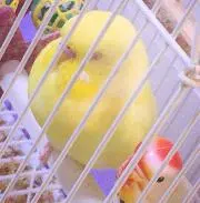 モチヅキの画像