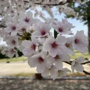 さくさくの画像