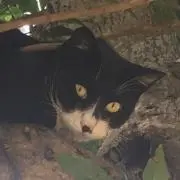 ニャンコハイーロの画像