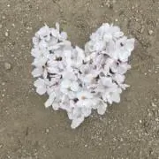 即日発送！の画像