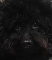 モコの画像