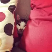 あっちゃんの画像