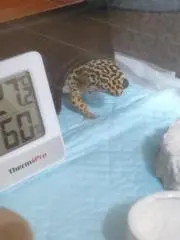 ひかり