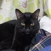 ジジの画像