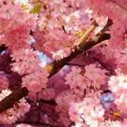 sakura